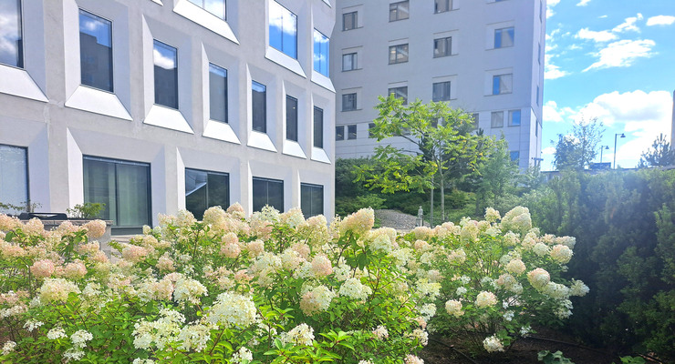 En buske med blommande hortensior framför ett hus med vit fasad.