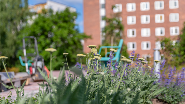 Suddiga blommor i förgrunden och en grön parkbänk  och hus 05 i bakgrunden.