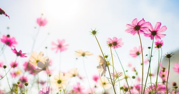Blomsteräng med solig och blå himmel.