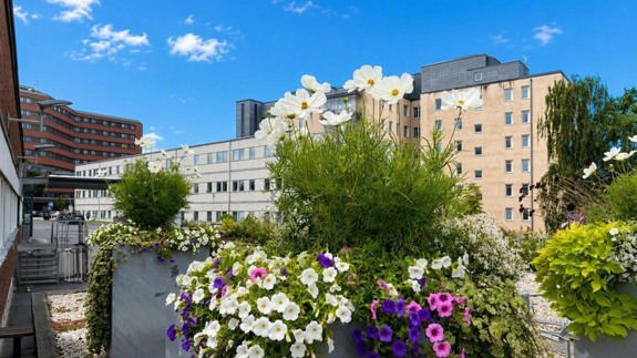 En kruka med blommor och byggnader i bakgrunden