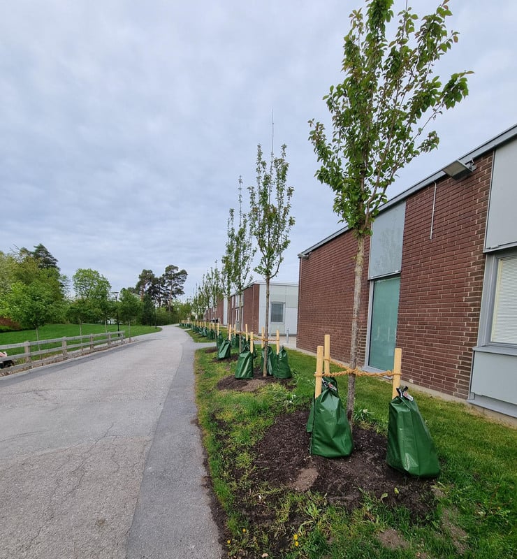 En asfalterad väg framför en tegelbyggnad med nyplanterade körsbärsträd längs vägen.