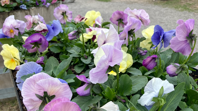 En bukett blommor som står i en kruka.