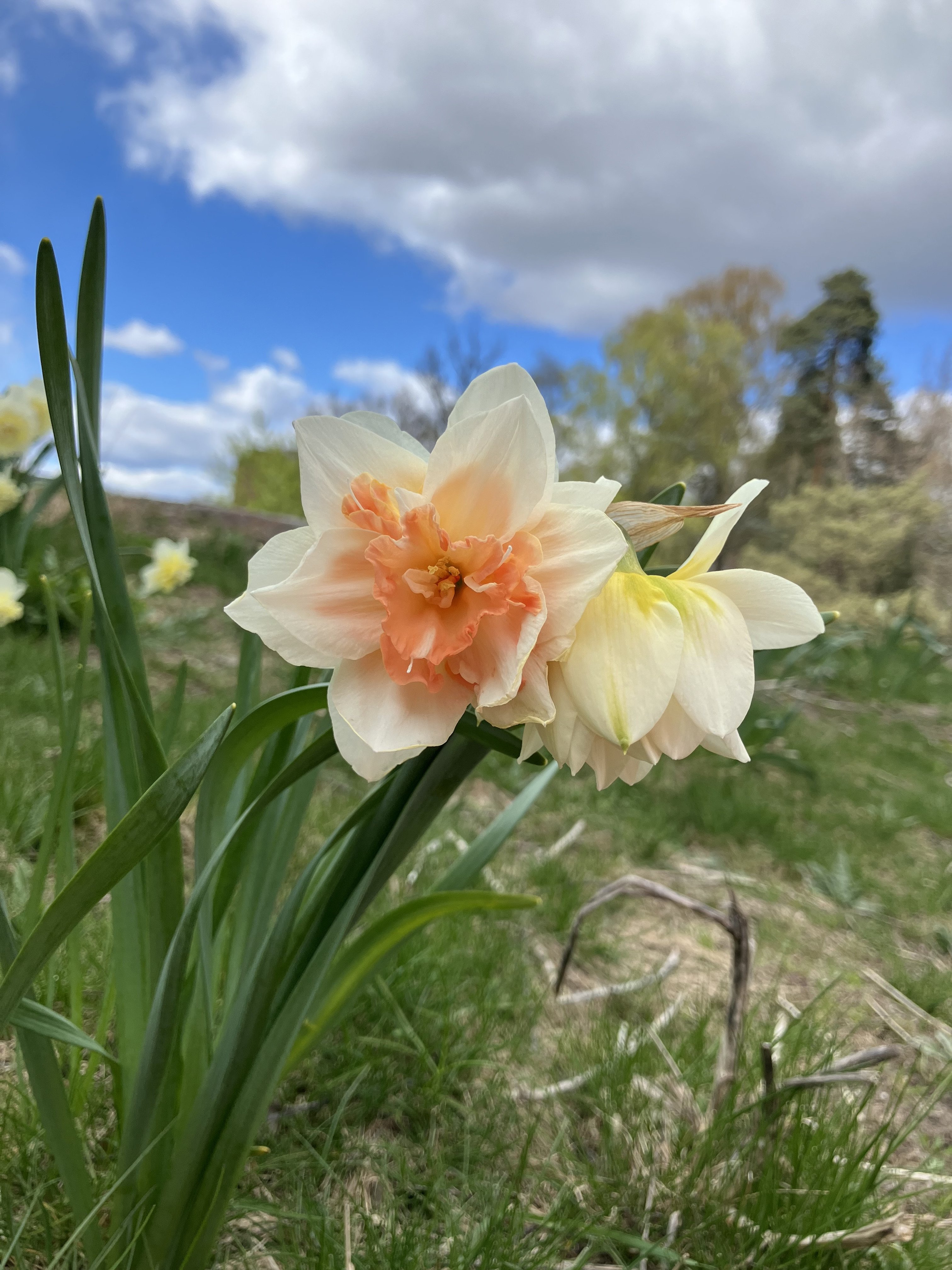 N&aring;gra blommor som &auml;r i gr&auml;set.