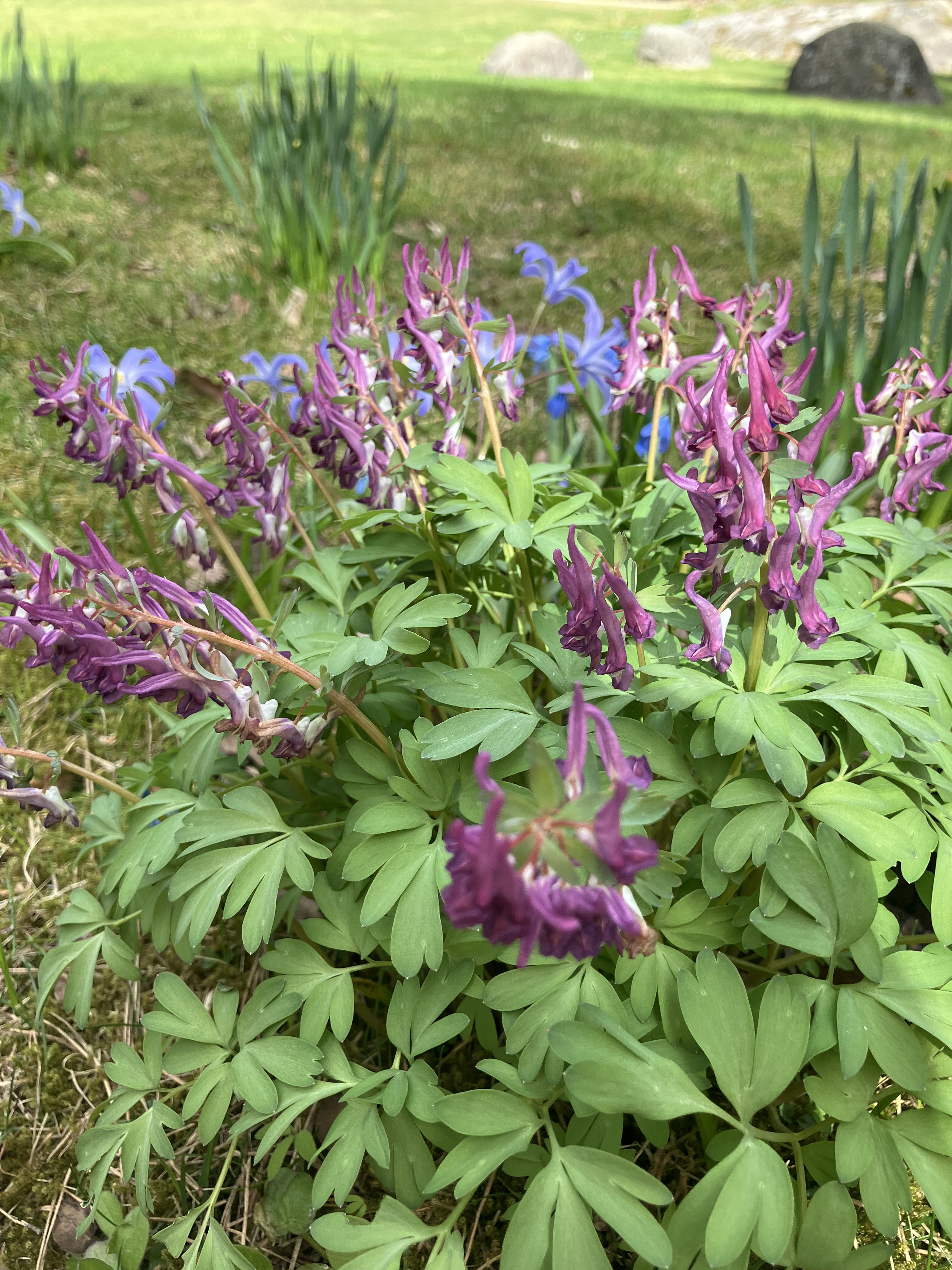 En massa blommor som &auml;r i gr&auml;set.