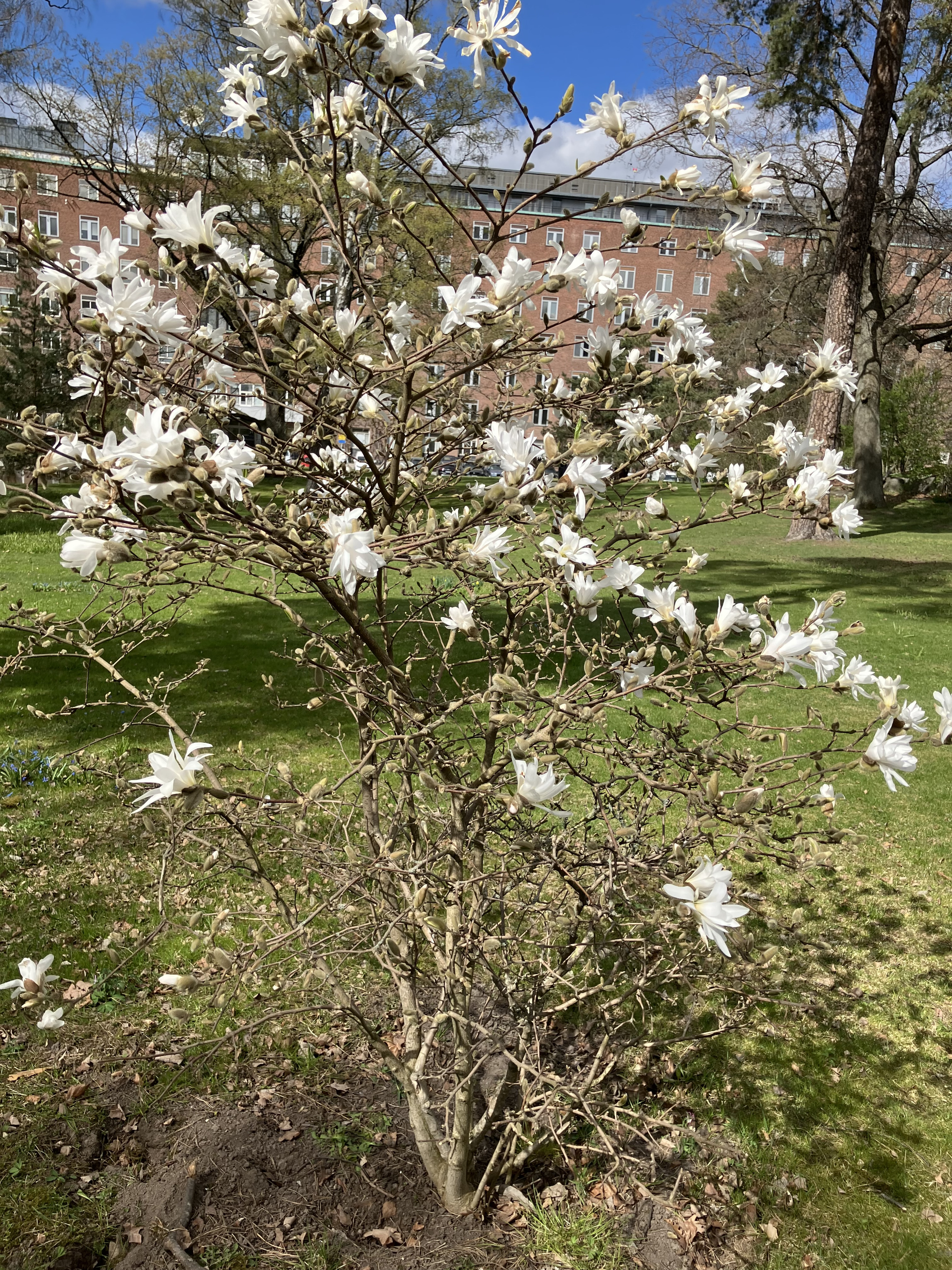 Ett tr&auml;d med vita blommor i en park.