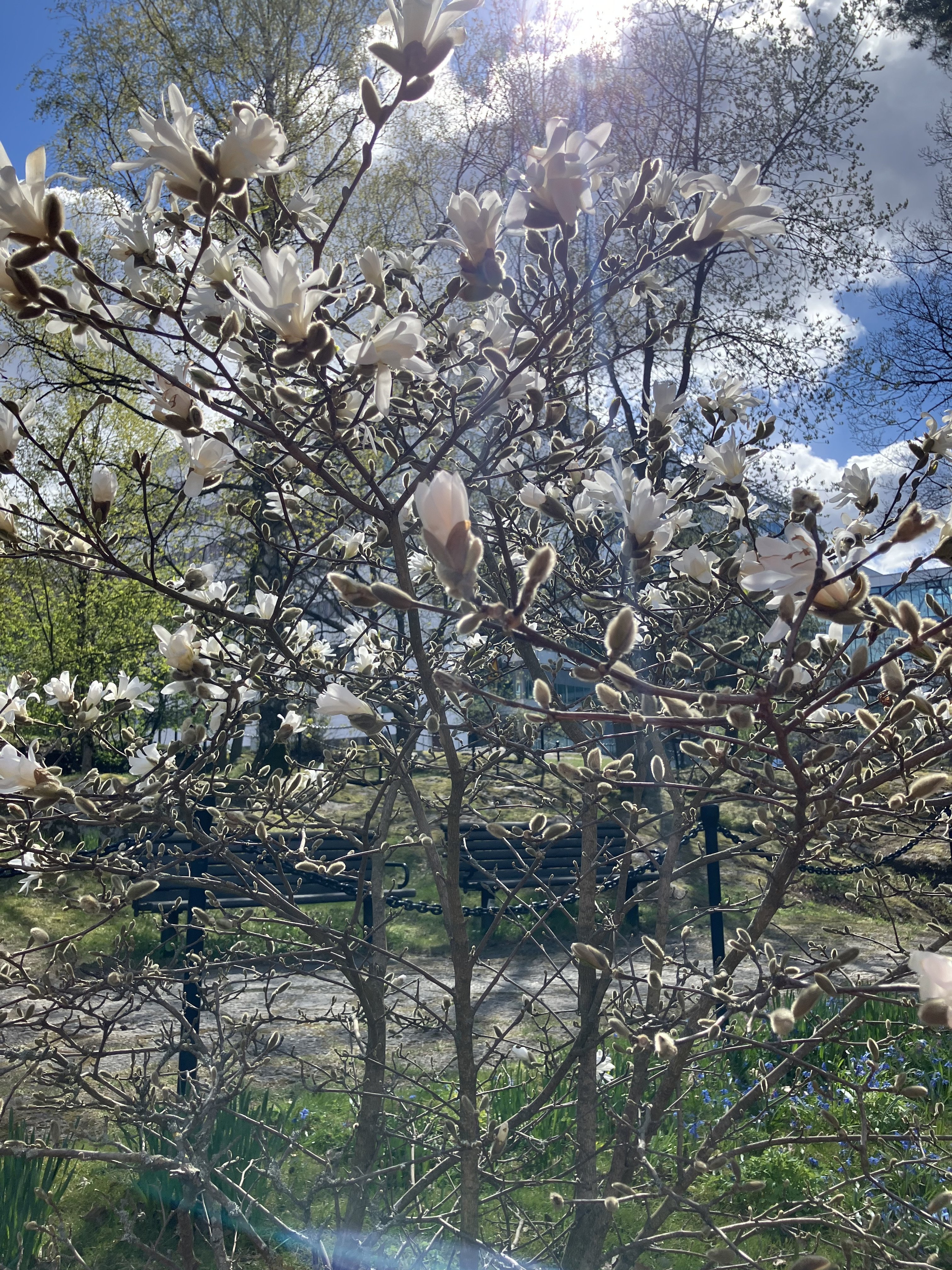 Ett tr&auml;d med massor av vita blommor i en park.
