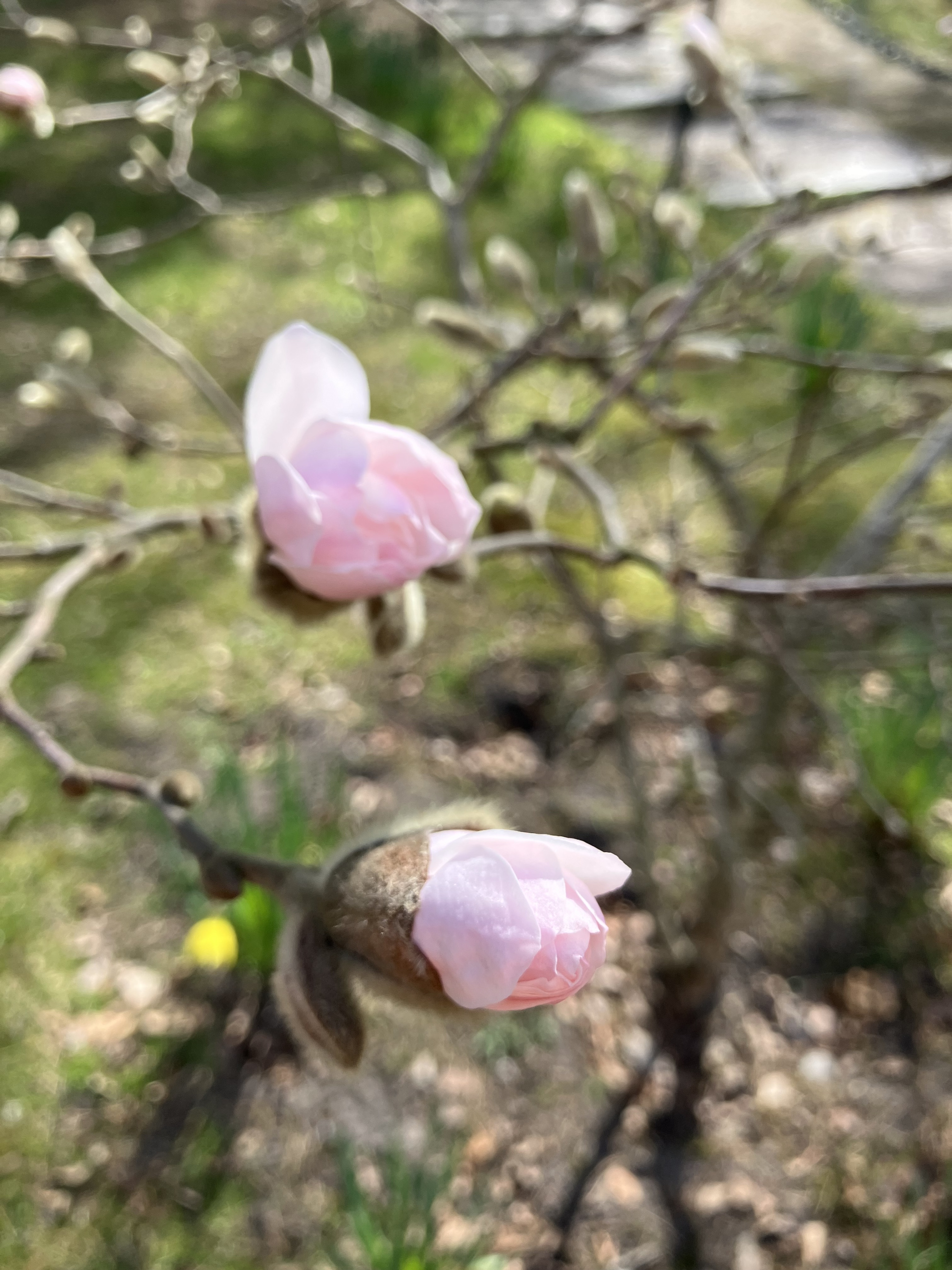 N&aring;gra rosa blommor som sitter p&aring; ett tr&auml;d.
