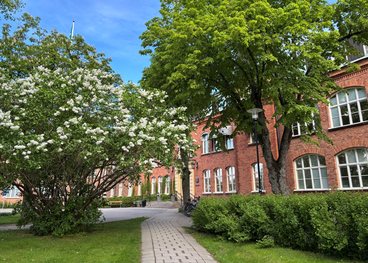 Äldre vårdbyggnaden vid Norrtälje sjukhus, fasad och grönskande täd.