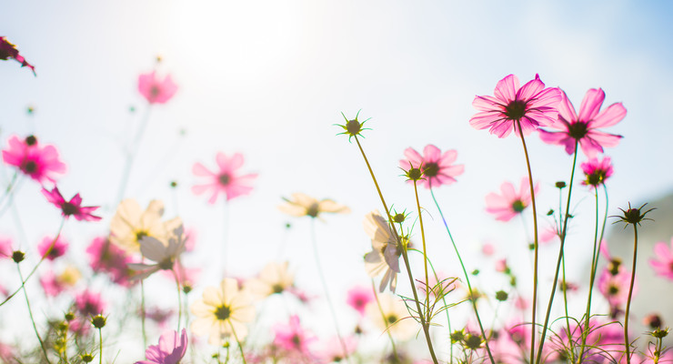 Abatract.Sweet color cosmos flowers in bokeh texture soft blur for background with pastel vintage retro style