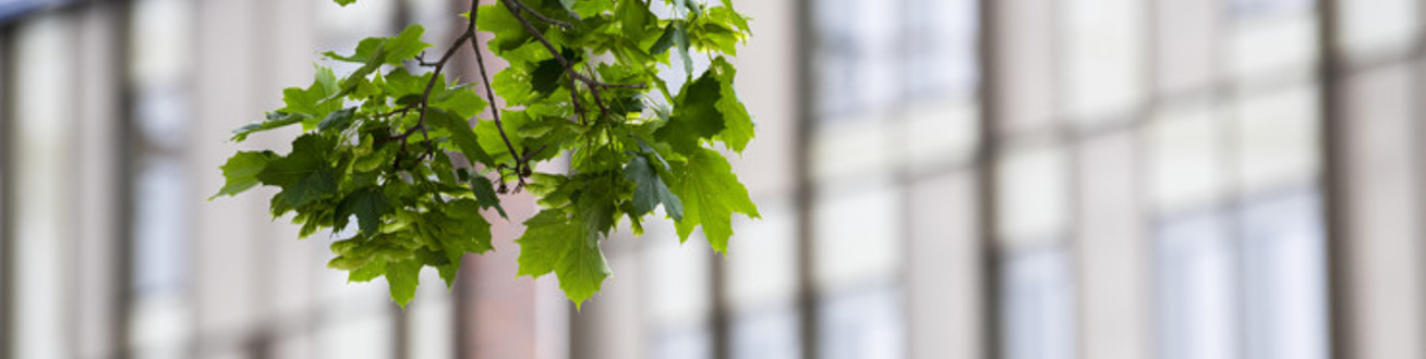 En gren av ett träd framför  byggnad 20.