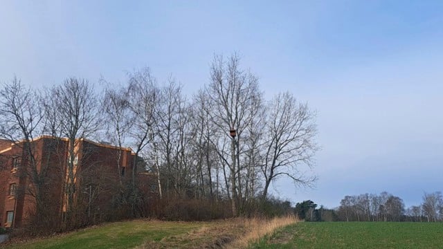 Tornfalksholk vid sjukhusområdet.