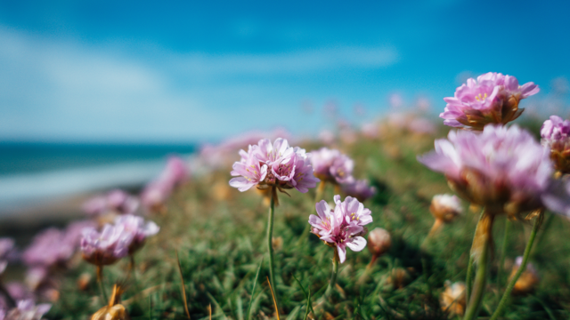 Rosa blommor i förgrunden och strand, himmel och vatten i bakgrunden.