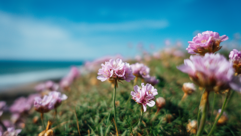 Rosa blommor i förgrunden och strand, himmel och vatten i bakgrunden.