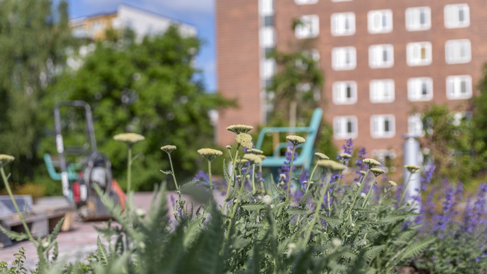 Suddiga blommor i förgrunden. I bakgrunden gröna parkbänkar och en tegelbyggnad. Byggnad 05.