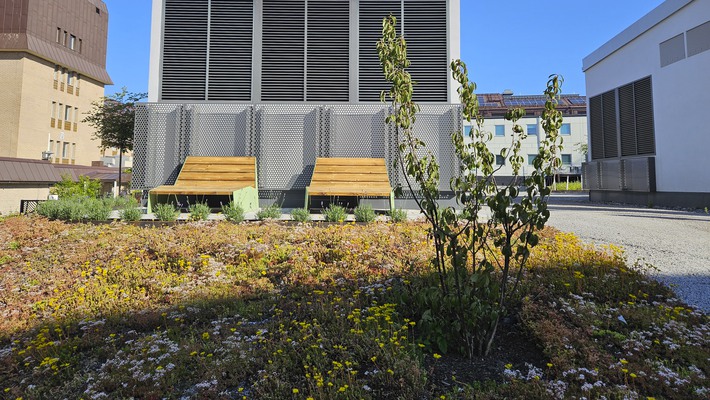 Sedum i förgrunden för biologisk mångfald. Två solsängar i trä.