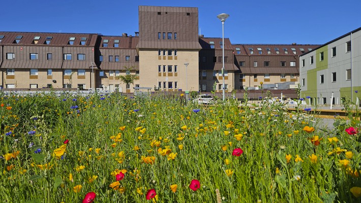 En blomman äng med gula och röda blommor för den biologiska mångfalden. Sjukhusbyggnader i bakgrunden.