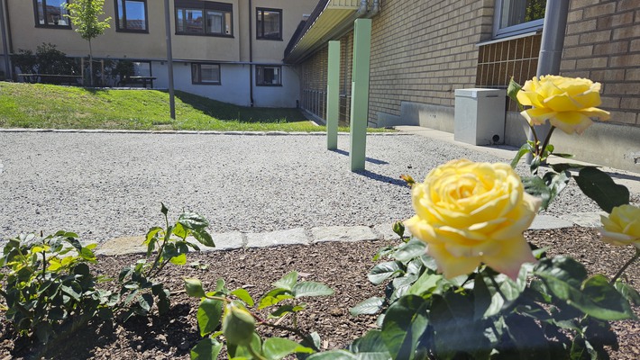 Gula rosor i förgrunden framför två gröna cykelpollare
