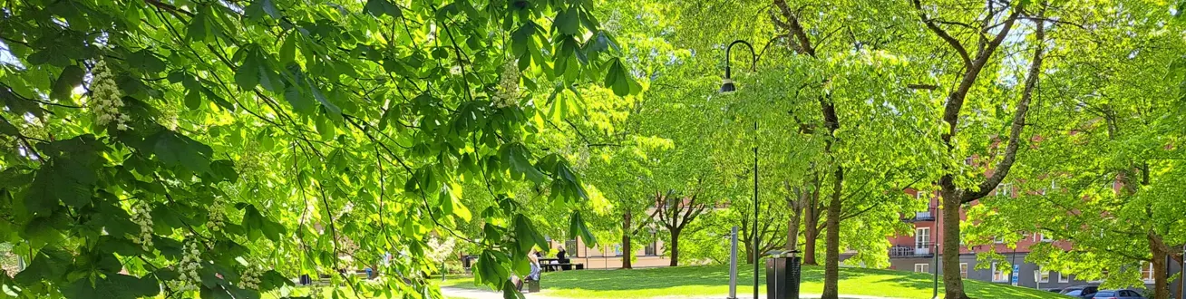 Grönskande träd i park utanför Rosenlunds sjukhus.