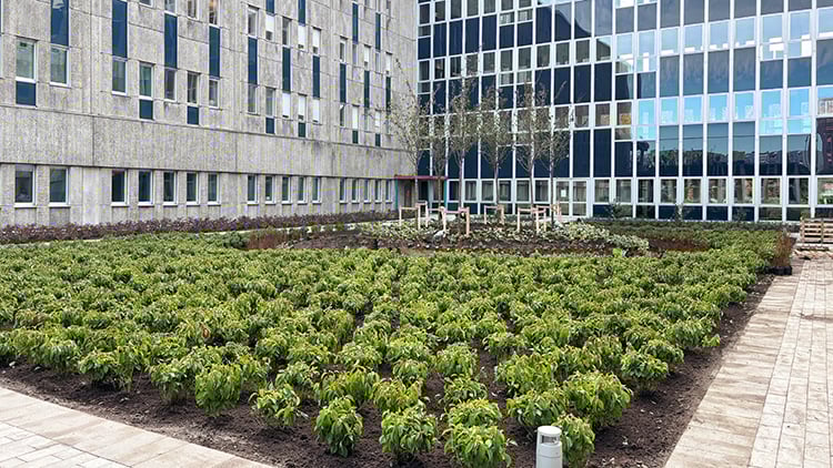 Plantering_7_750px.jpg