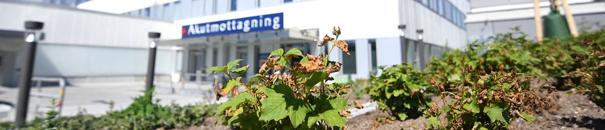 Blomrabatt i förgrunden. Vit sjukhusbyggnad med skylt Akutmottagning i bakgrunden.