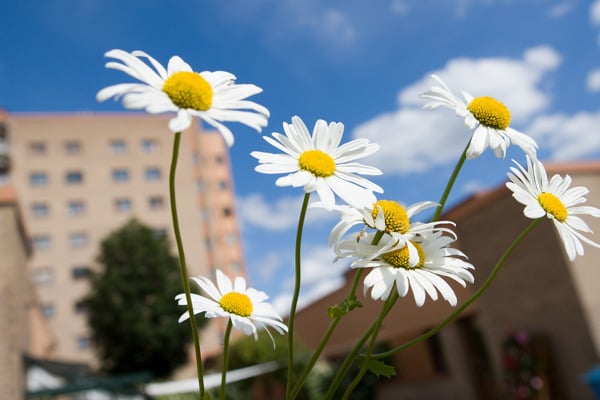 Prästkrage och Dalens sjukhus i bakgrunden