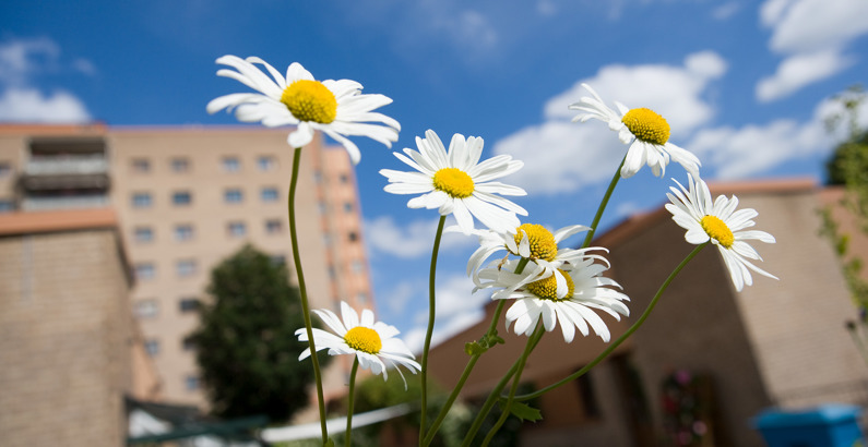 Prästkrage och Dalens sjukhus i bakgrunden
